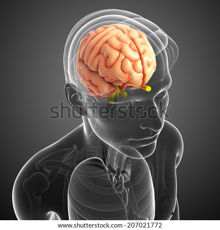 Pineal Gland Stock Images, Royalty-Free Images & Vectors | Shutterstock