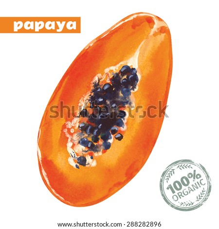 Watercolor papaya. Vector hand drawn illustration