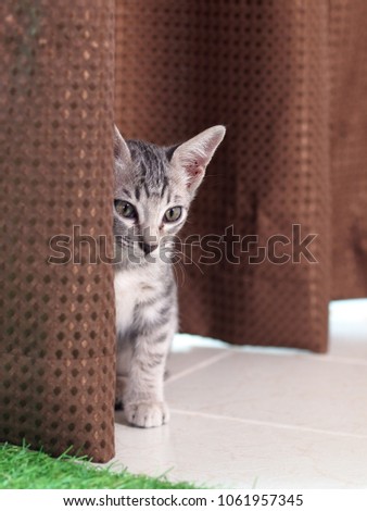 Free femdom hore slave Asian cat young