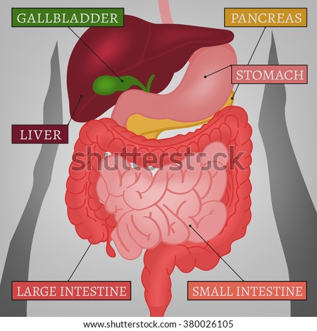 Body Internal Parts Stock Vector 380026105 - Shutterstock