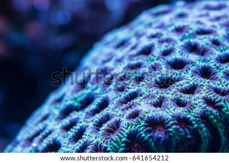 Acanlord zoa corals abstract macro