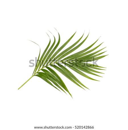 New Palm Tree Icon Stock Photos, Royalty-Free Images & Vectors