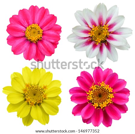 set of America zinnia flowers - stock photo