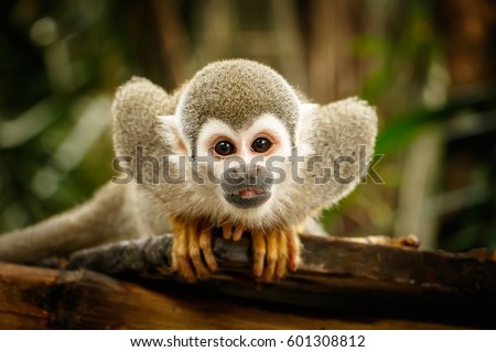 Look at Squirrel monkey in ecuadorian jungle in amazon