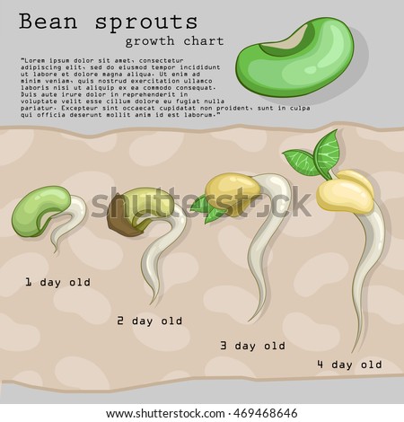 Bean Plant Stock Images, Royalty-Free Images & Vectors | Shutterstock