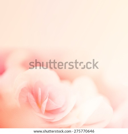 sweet color roses in soft and blur style on mulberry paper texture