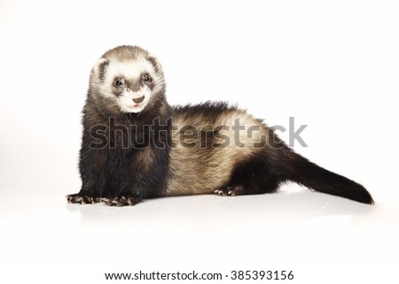 What is a ferret's natural habitat?