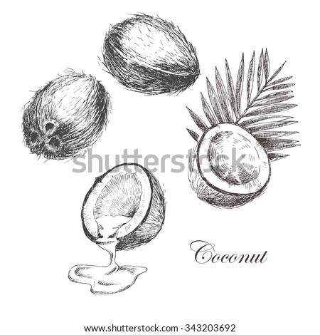 vector coconut hand drawn sketch with palm leaf. vintage style detailed ink and pencil illustration