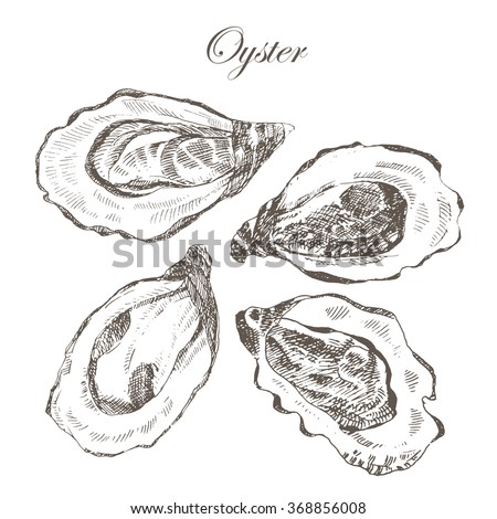 Vector Oyster Hand Drawing Seafood Vintage Stock Vector 368856008