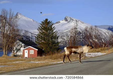 Reindeer crosses the street, Norway, Scandinavia, Europa