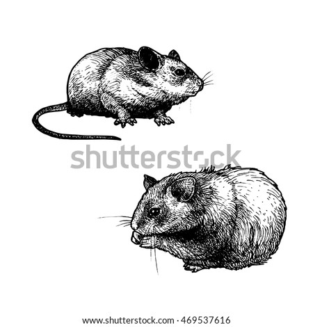 Mouse Animal Stock Images, Royalty-Free Images & Vectors | Shutterstock