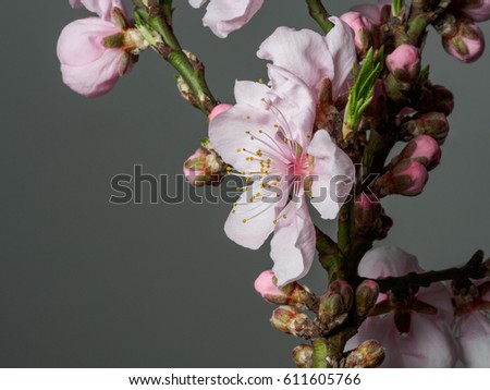 Spring flowers series, macro of beautiful peach flowers isolated on gray background, focused on the red stamen.