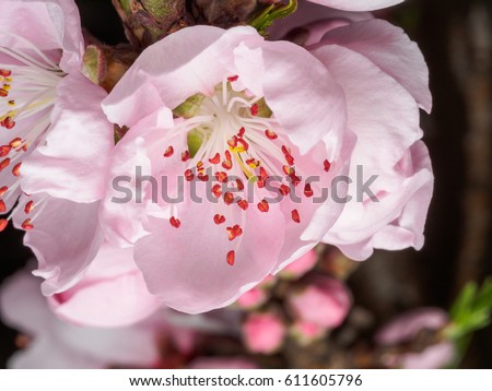 Spring flowers series, macro of beautiful peach flowers isolated on gray background, focused on the red stamen.