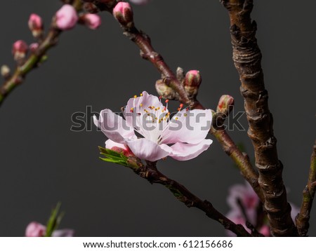 Spring flowers series, macro of beautiful peach flowers isolated on gray background, focused on the red stamen.