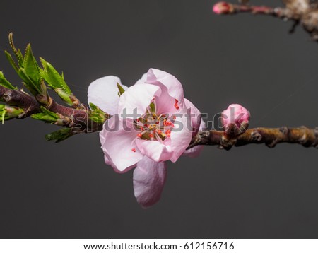 Spring flowers series, macro of beautiful peach flowers isolated on gray background, focused on the red stamen.