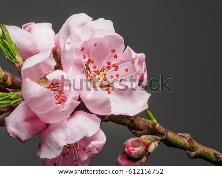 Spring flowers series, macro of beautiful peach flowers isolated on gray background, focused on the red stamen.