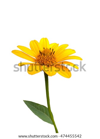 Flower Stem Stock Images, Royalty-Free Images & Vectors | Shutterstock