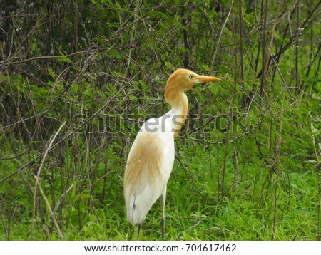 long beak stock sn 237 mky sn 237 mky pro členy zdarma a vektory long beak stock sn 237 mky sn 237 mky pro členy zdarma a vektory