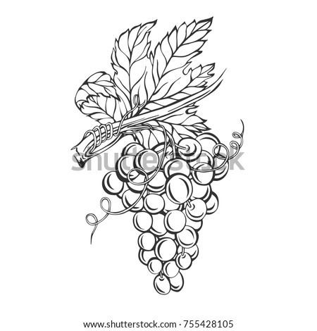 Bunch Grapes Vector Illustration Hand Drawn Stock Vector (Royalty Free