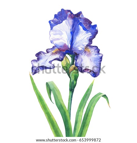 Blue Iris Flowers Original Watercolor Painting Stock Illustration ...