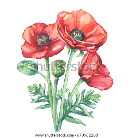 Branches Flowering Red Poppies Flowers Papaver Stock Illustration ...