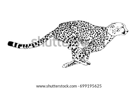 Running Cheetah Black And White Drawing | Provincial Archives of ...