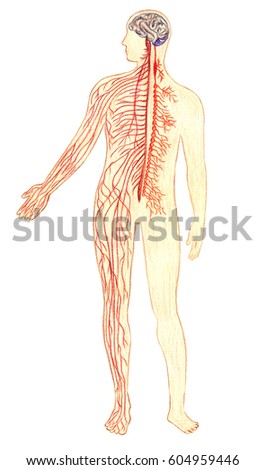 Peripheral Nervous System Stock Images, Royalty-Free Images & Vectors