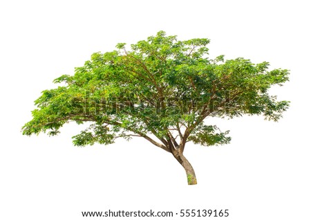 Isolated Trees On White Background Collection Stock Photo 555139165