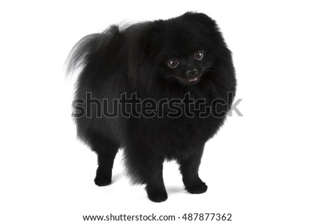 Pomeranian Stock Photos, Royalty-Free Images & Vectors - Shutterstock