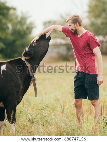 Smiling young man plays with black cow on meadow. He caresses her head and cow licks his hand.