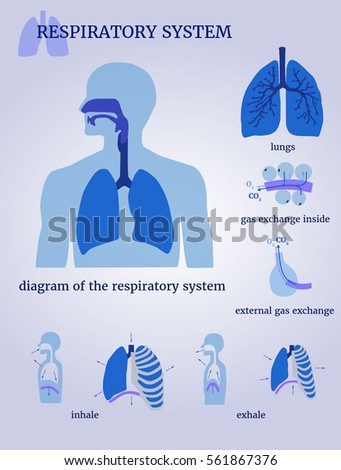 Respiratory System Stock Images, Royalty-Free Images & Vectors