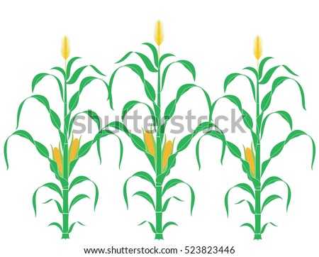 Corn. Plant. Abstract corn stalks on white background