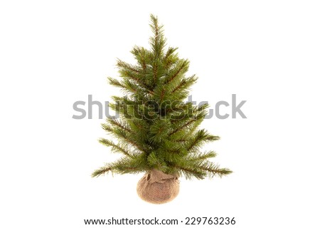 Christmas Trees Without Ornaments christmas tree without ornaments stock images, royalty-free images Christmas Trees Without Ornaments christmas tree without ornaments stock images, royalty-free images
