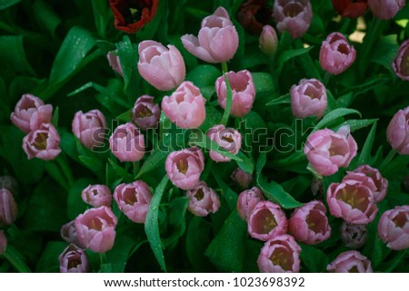 orange springs big and beautiful singles Find this pin and more on monochrome orange spring wedding beautiful orange tulips used as centrepieces at whether the big day is in early or late spring. orange springs big and beautiful singles Find this pin and more on monochrome orange spring wedding beautiful orange tulips used as centrepieces at whether the big day is in early or late spring.