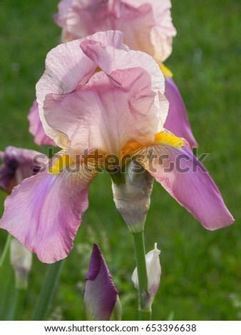 Pink purple bearded Iris, Bearded rhizomatous irises