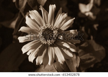 Gaillardia, Blanket Flower in black and white