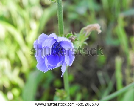 Blue Chicory Flower in grass Macro Photography