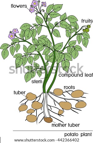 Photosynthesis Diagram Schematic Vector Illustration Stock Vector ...