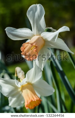 close up of daffodil accent
Ivory white with a salmon cup. Accent was a major breakthrough in pink-cupped daffodils when it was introduced over 50 years ago.