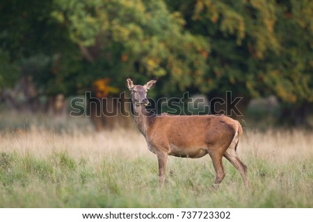 antilope reebok