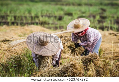 Farmers with straw hat during the rice harvest in Thailand