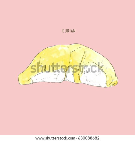 durian vector , water color sketch.