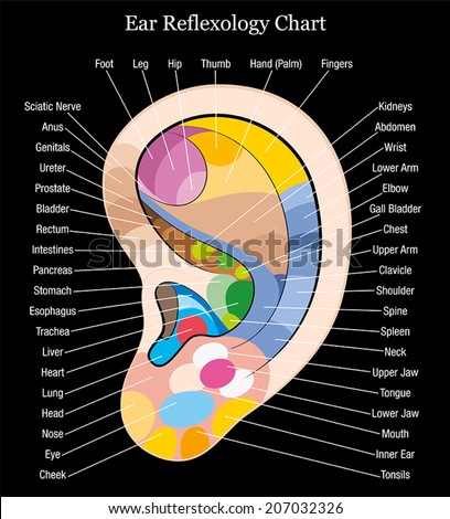 Ear reflexology chart with accurate description of the corresponding ...