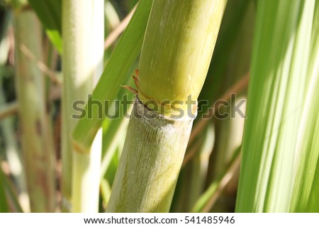 fresh sugarcane in garden.