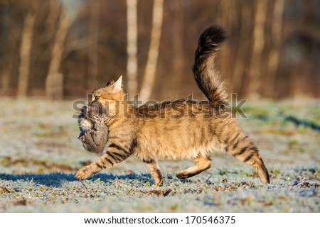Personals Home Ukraine Personals Kitten In Mouth