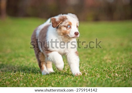 running with australian shepherd puppy funny english bulldog puppies running stock photo 210981004 running with australian shepherd puppy funny english bulldog puppies running stock photo 210981004