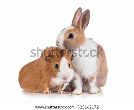 guinea pigs Midget