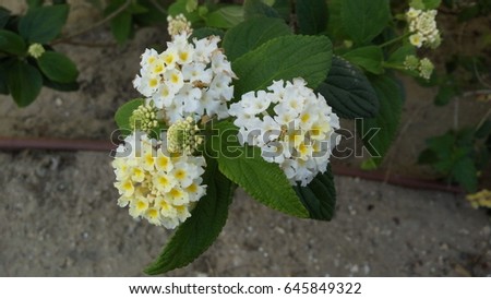 Lantana-camara Stock Images Royalty-Free Images Vectors 