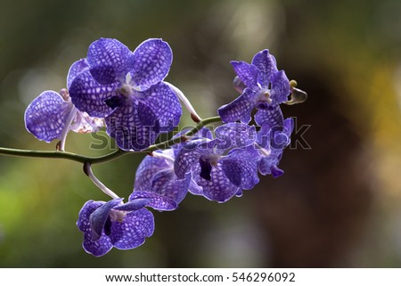 Yellow orchid flower in nature ,fresh ,nature ,amazing orchids, points, sun, violet ,green background ,home ,plants ,long ,vase