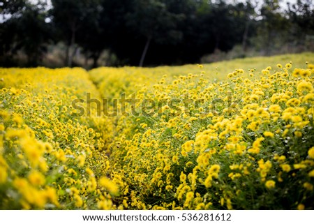 Yellow daisy flowers in Hung Yen, Vietnam
